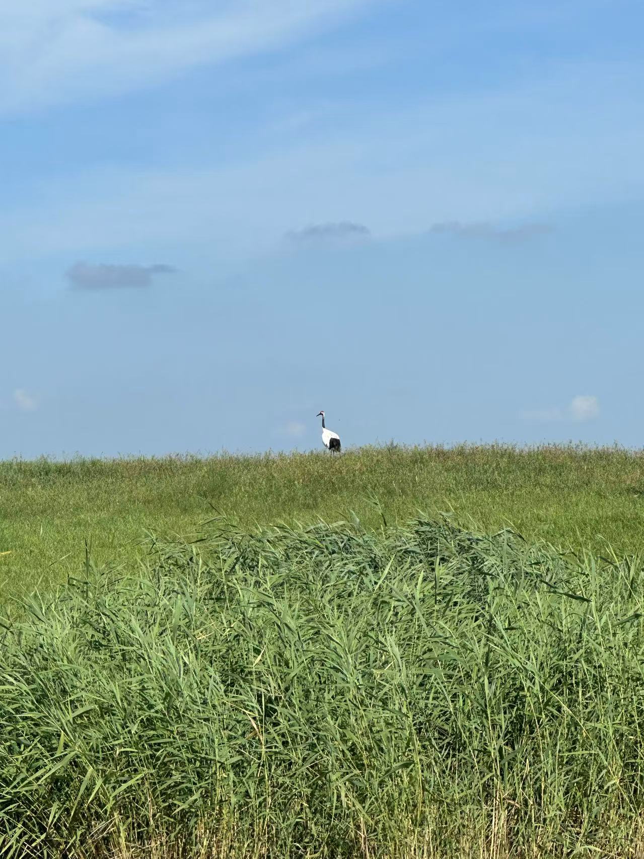 安装 zsh 和 oh-my-zsh