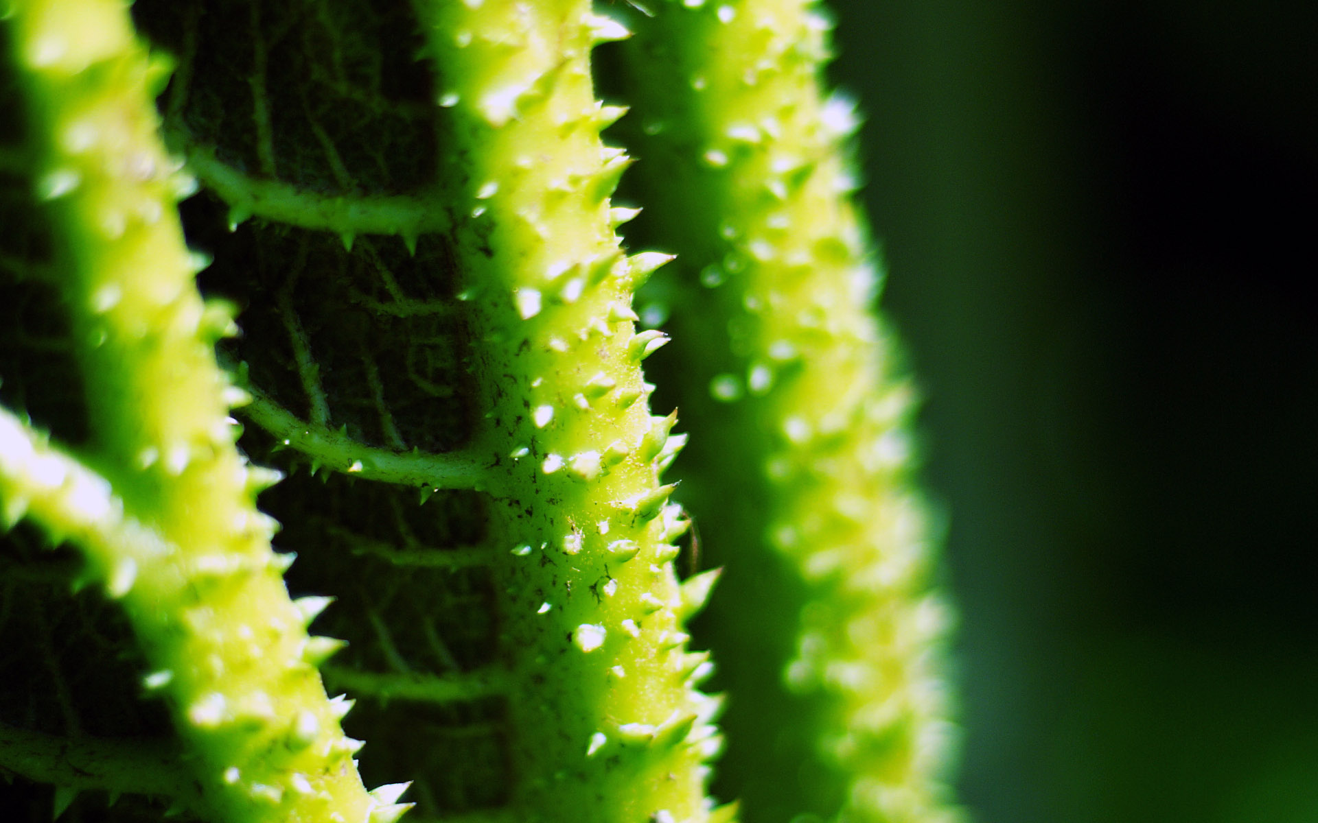 长满荆棘的绿色植物高清壁纸