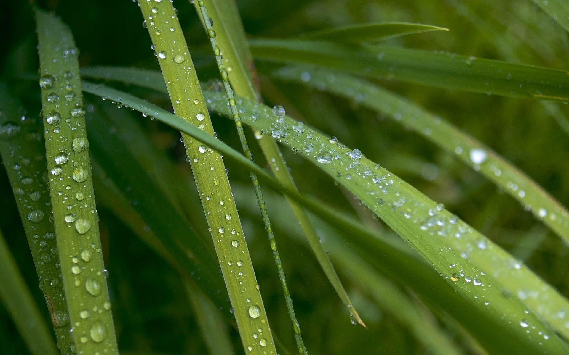 雨后高清壁纸