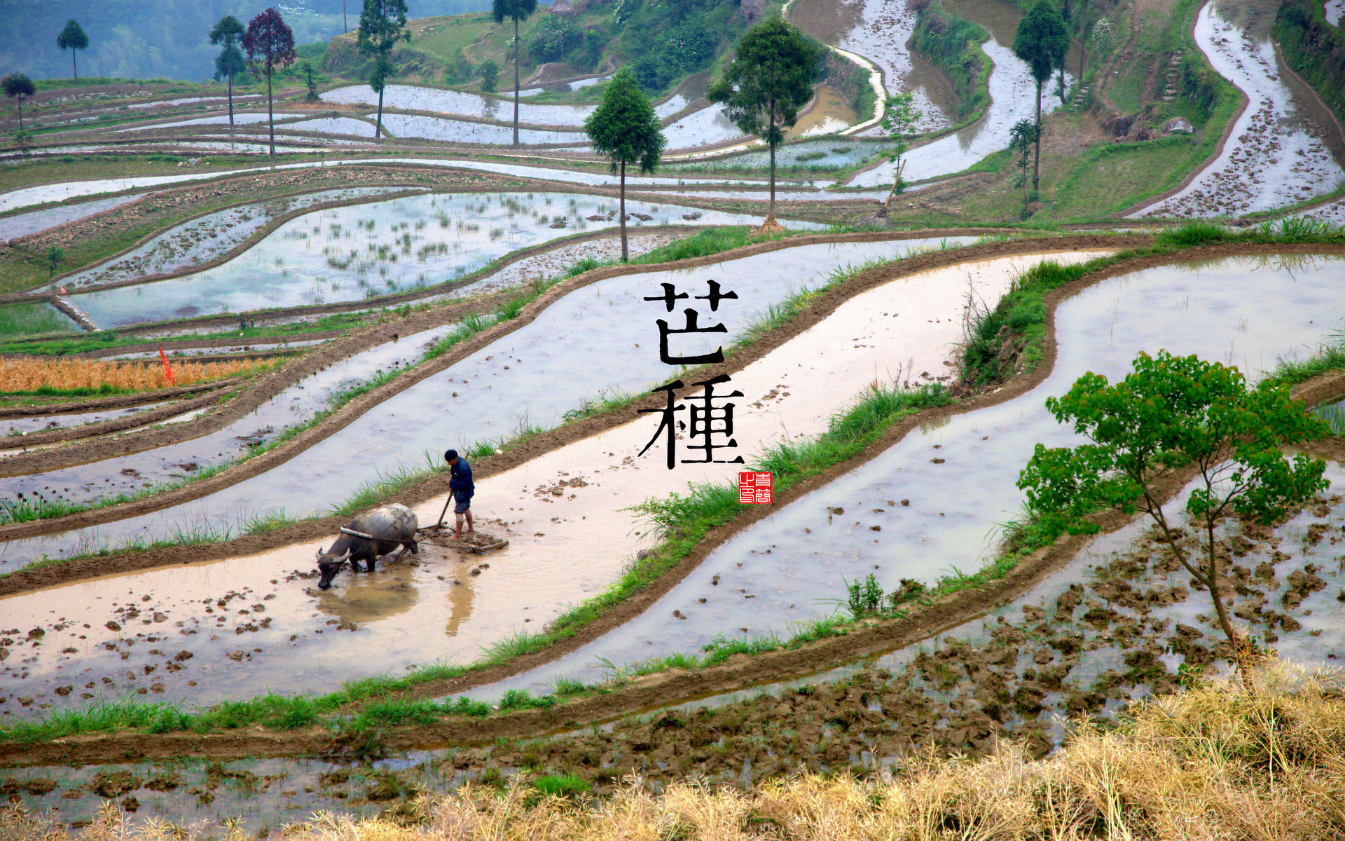 二十四节气—芒种高清壁纸