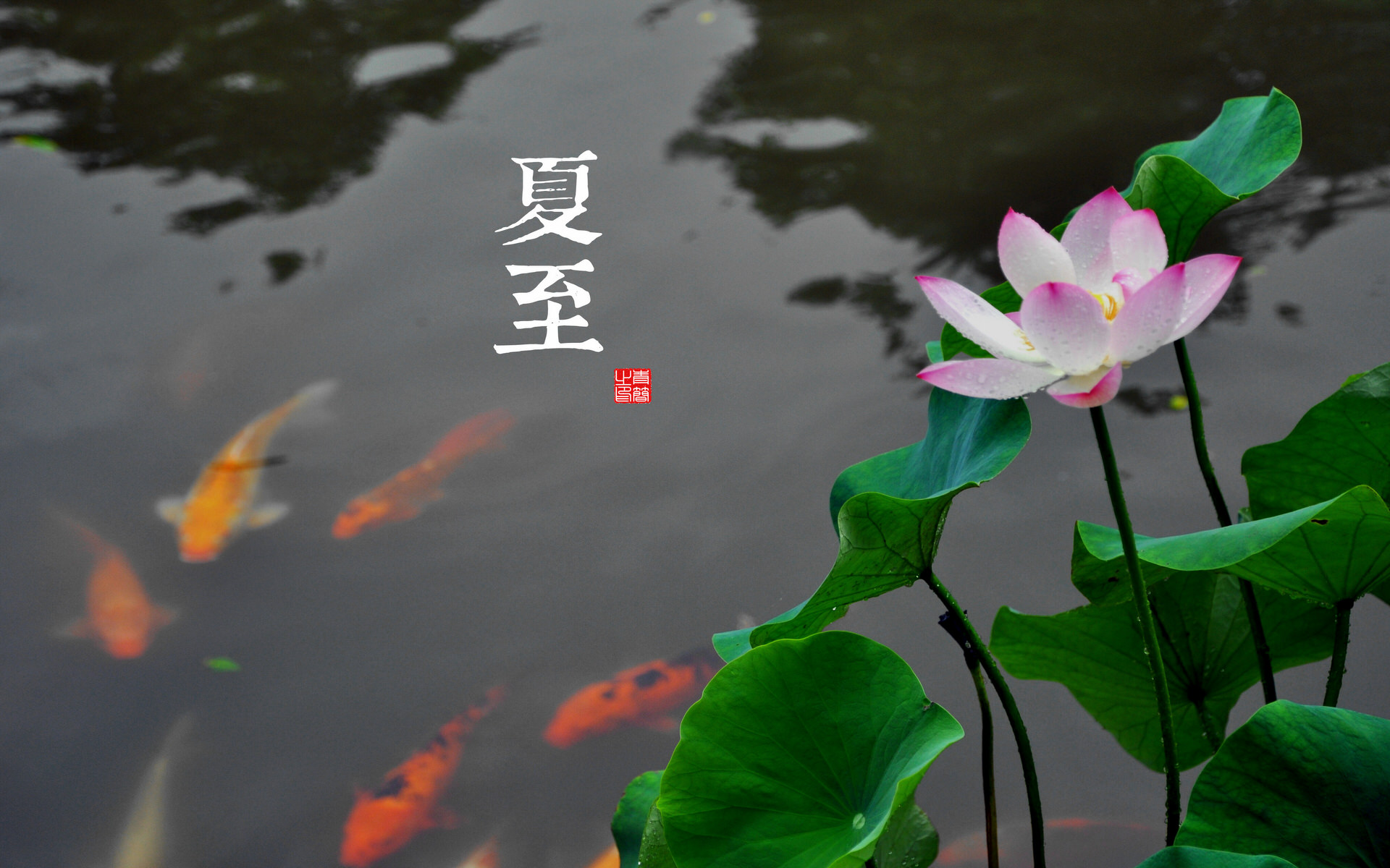 二十四节气—夏至高清壁纸