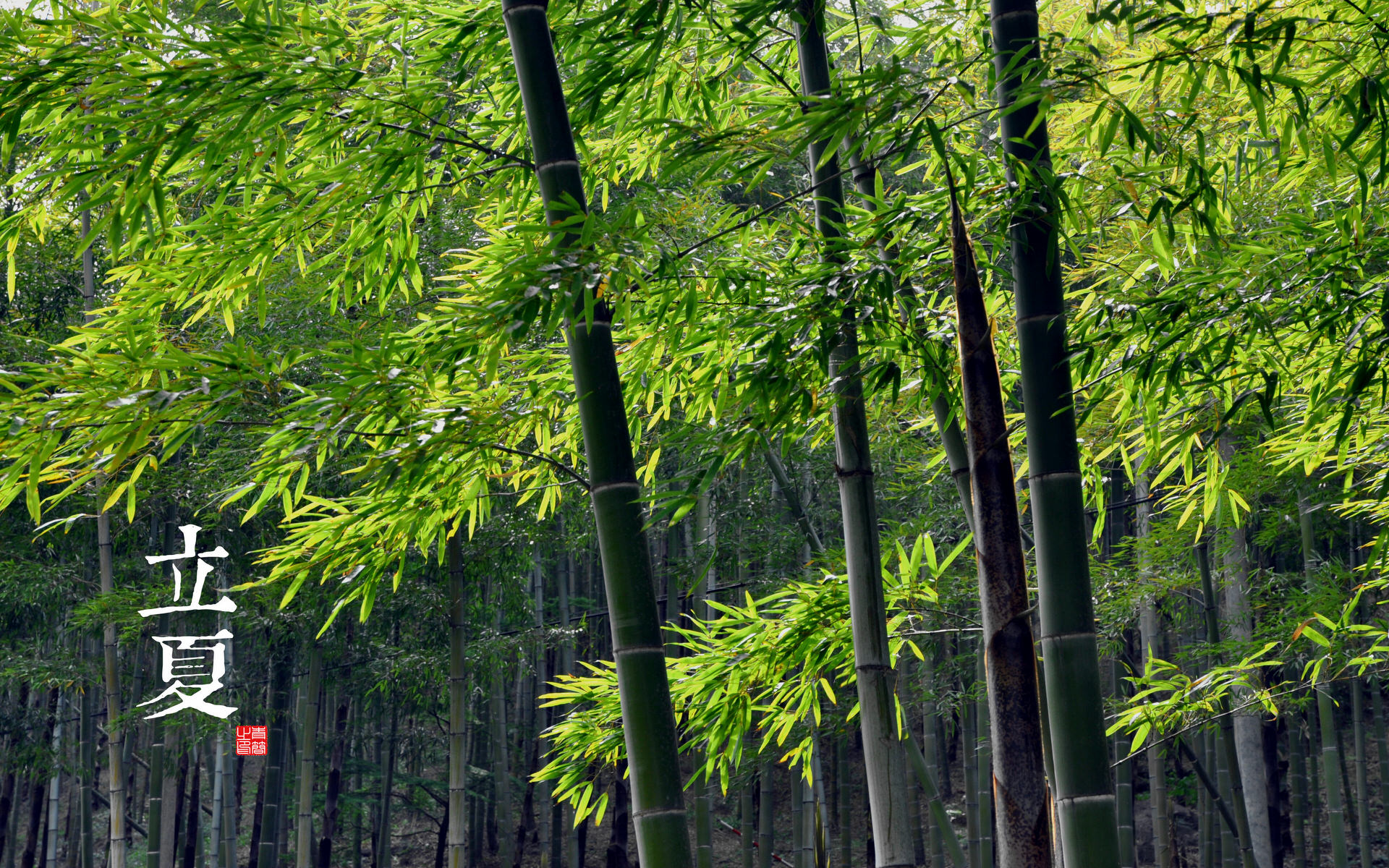 二十四节气—立夏高清壁纸