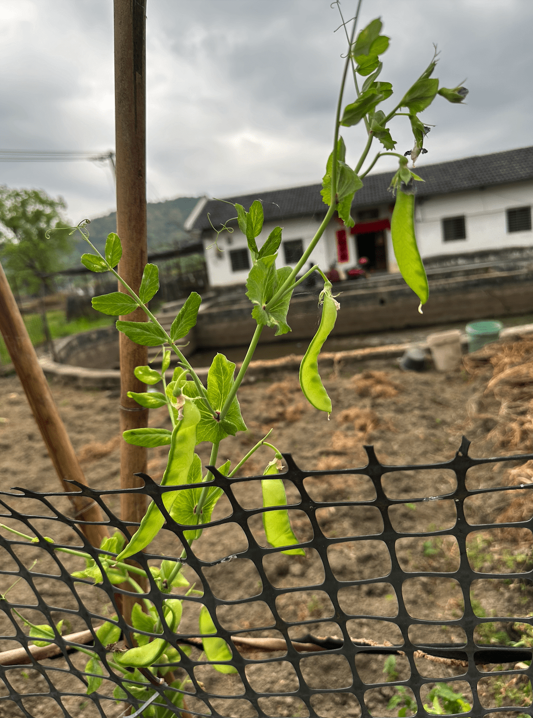 image-20240331101037018