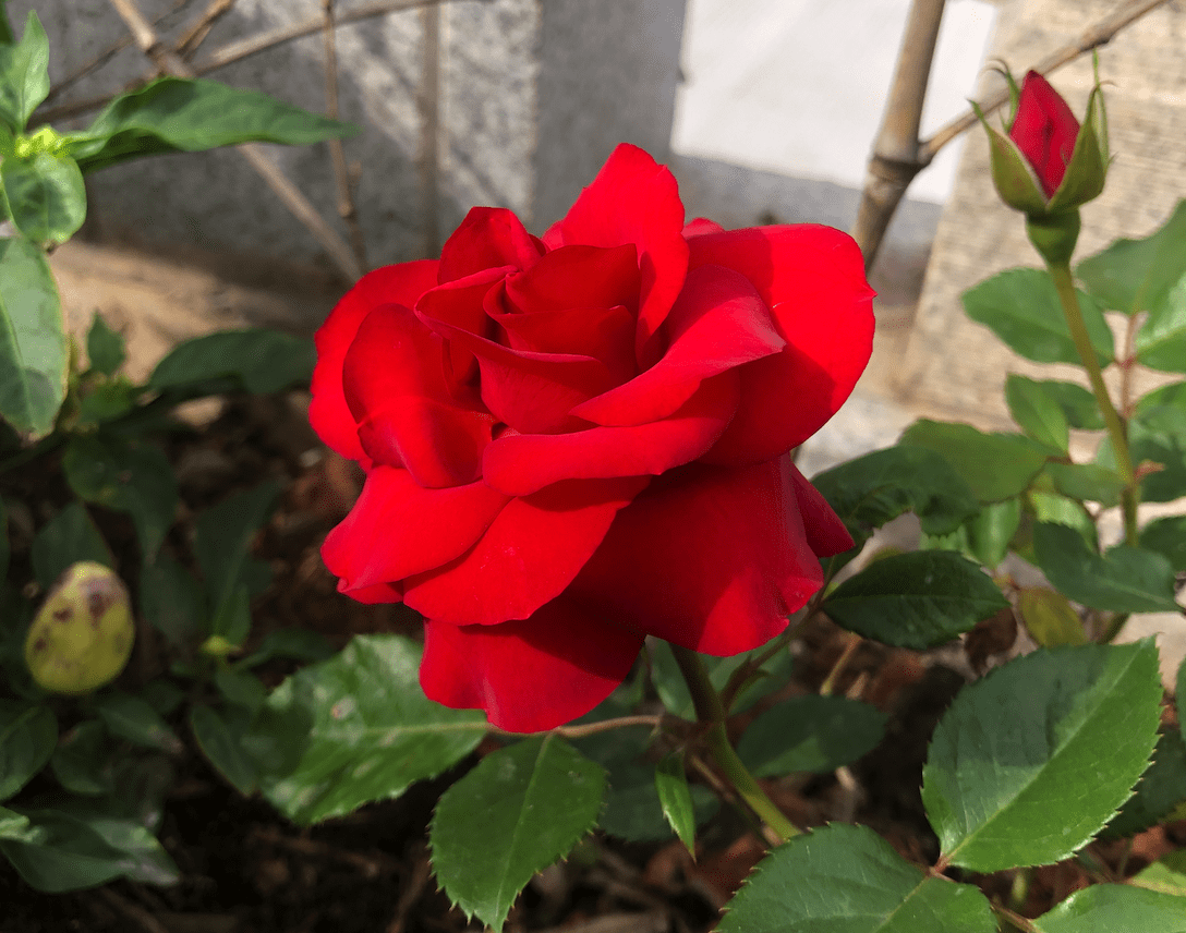 image-20210502212551259