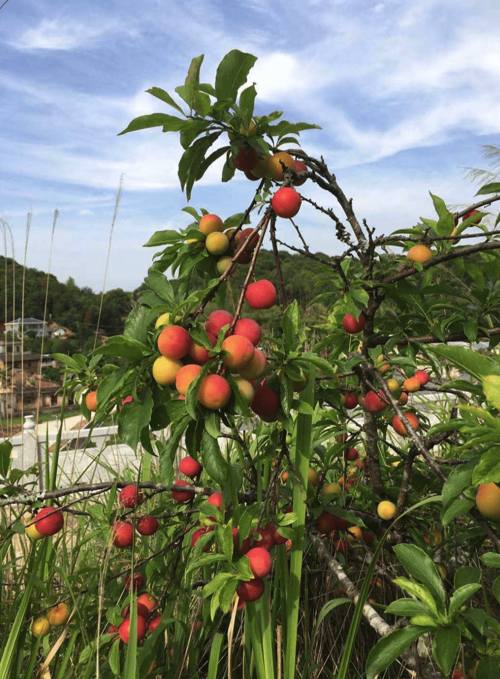 image-20210502212722290