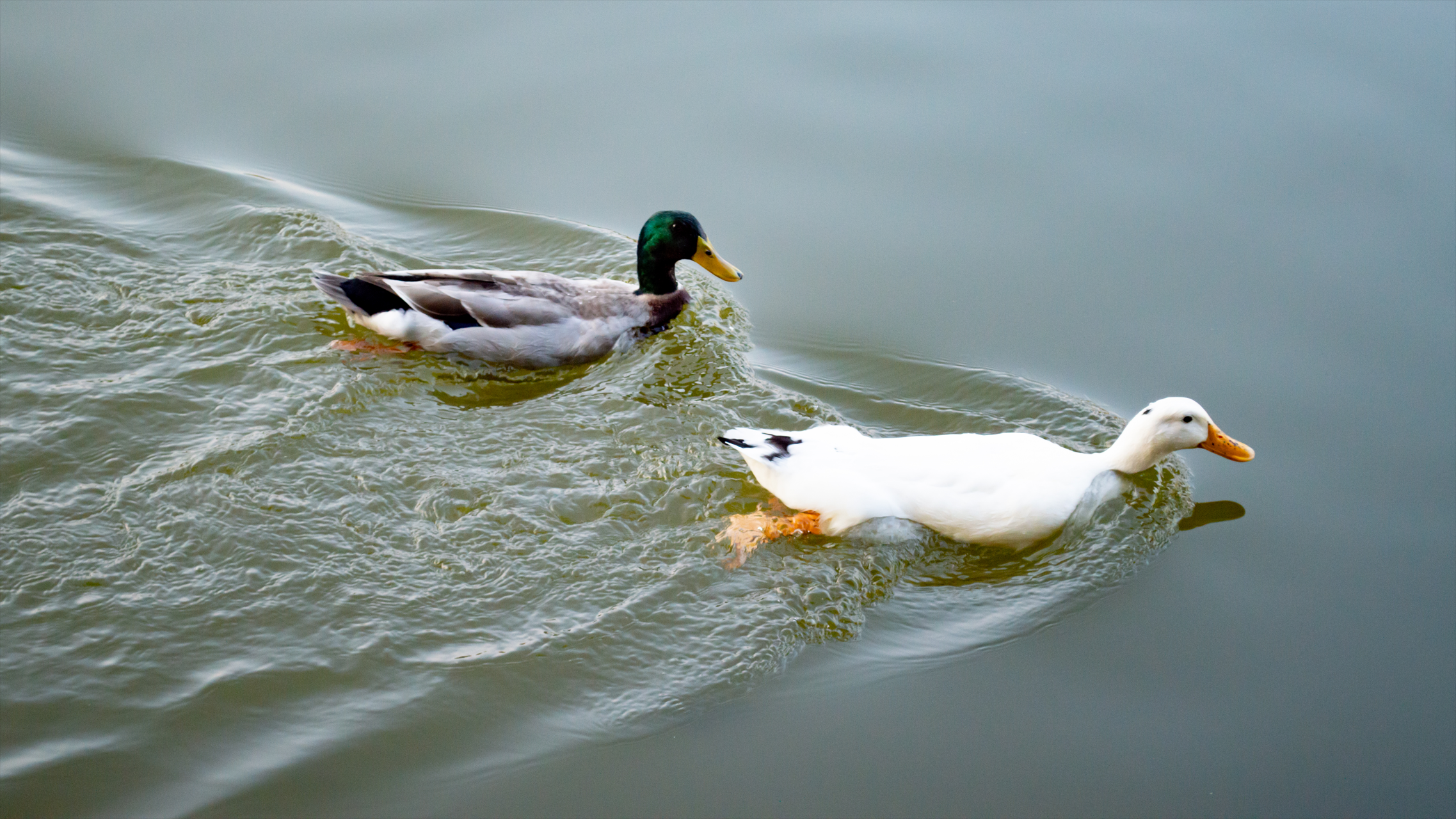 image-20250101115037099