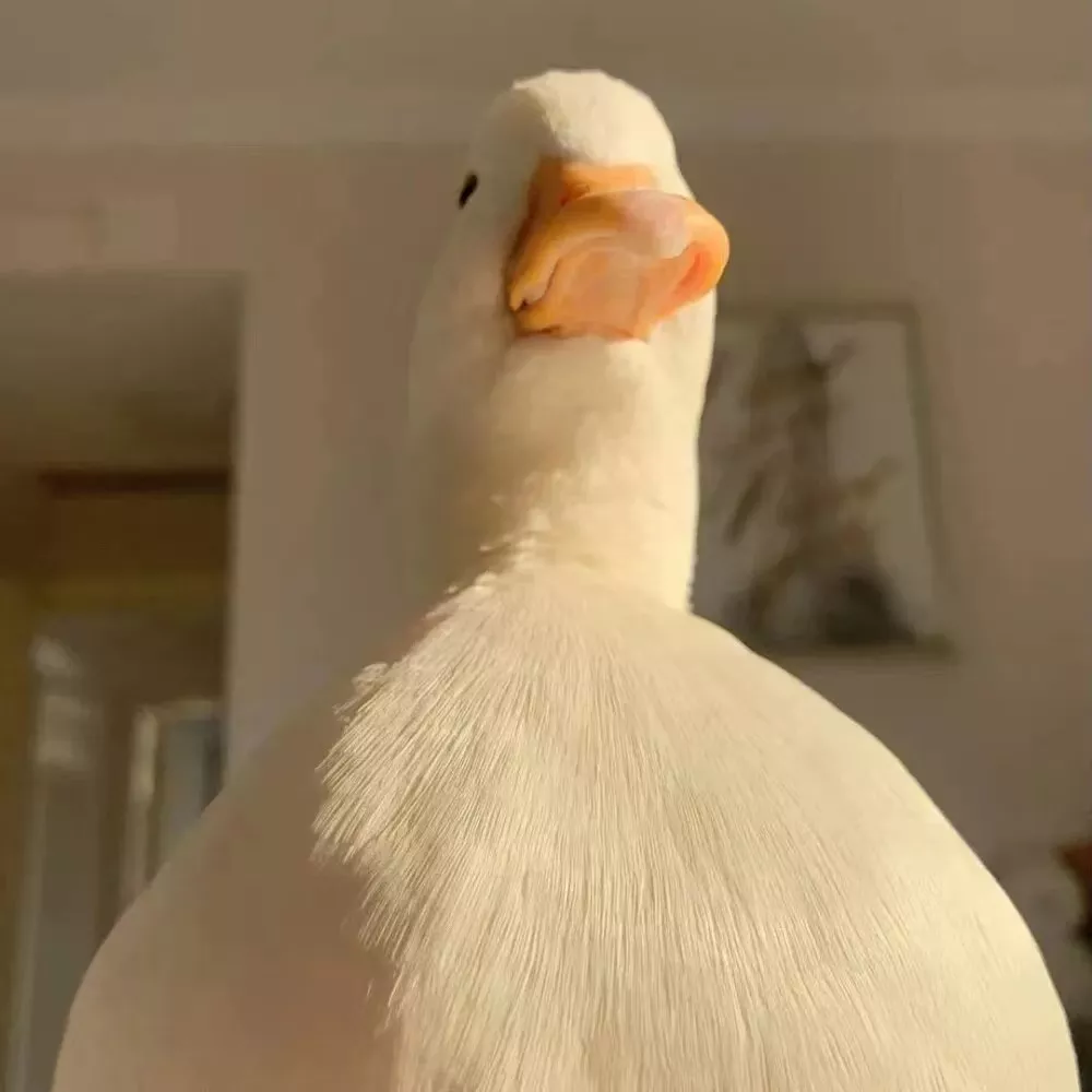 脑阔疼ه٥